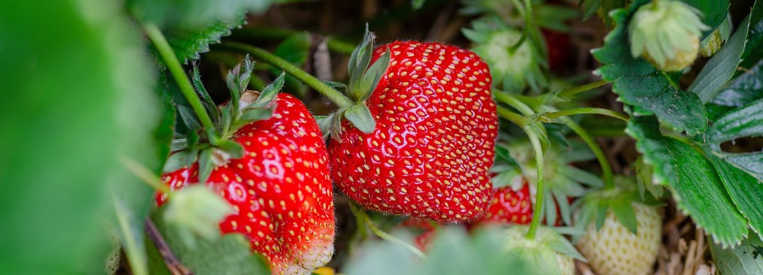 Erdbeeren zum Selberpflücken in Leonding